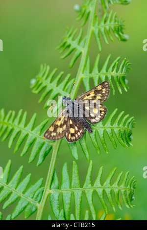 Skipper a scacchi butterfly (Carterocephalus palaemon) Foto Stock
