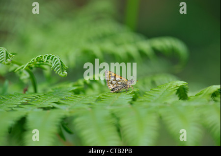 Skipper a scacchi butterfly (Carterocephalus palaemon) Foto Stock
