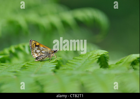 Skipper a scacchi butterfly (Carterocephalus palaemon) Foto Stock