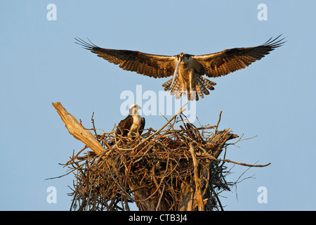 Voce maschile Osprey portando Needlefish a femmina seduta sul nido al tramonto Foto Stock