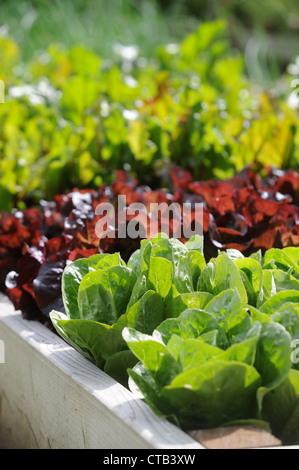 Foglie di insalata che cresce in rilievo letti vegetale REGNO UNITO Foto Stock