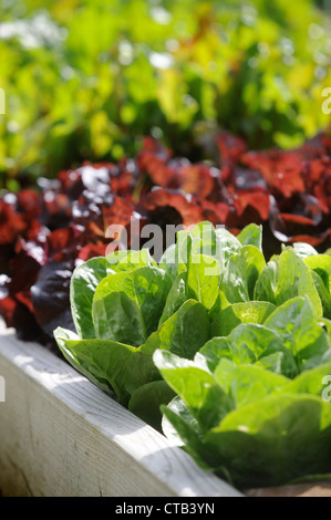 Foglie di insalata che cresce in rilievo letti vegetale REGNO UNITO Foto Stock