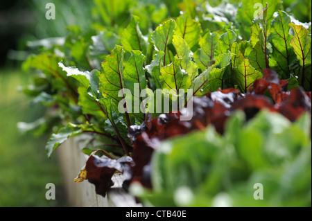 Foglie di insalata che cresce in rilievo letti vegetale REGNO UNITO Foto Stock