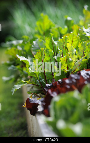 Foglie di insalata che cresce in rilievo letti vegetale REGNO UNITO Foto Stock