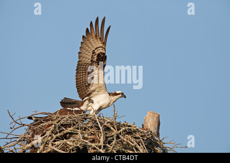 Osprey coppia nel nido con i maschi ali sollevato per estrarre Foto Stock