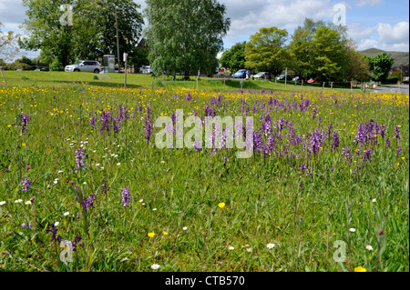 Verde-winged orchidee (Orchis morio) Foto Stock