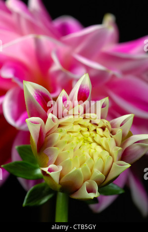 Close-up di rosa Fiore Dahlia Foto Stock