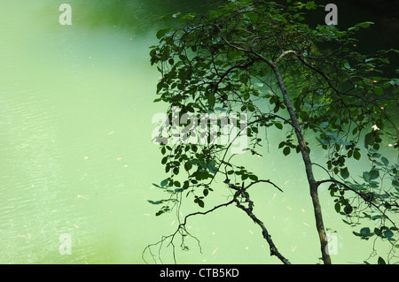 Alberi rami e tronchi contro un verde lago d acqua Foto Stock