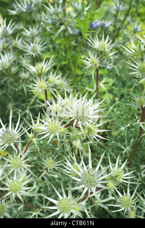 Mare Holly eryngium tripartitum in fiore border, England, Regno Unito Foto Stock