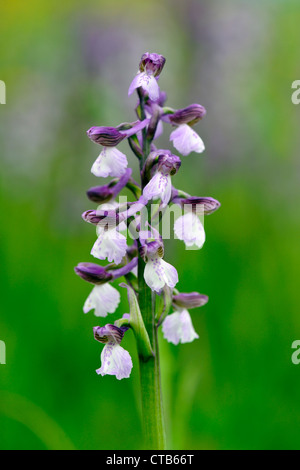 Verde-winged orchid (Orchis morio) Foto Stock