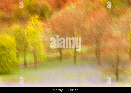 Il movimento in un bosco a molla con Bluebells, England Regno Unito Foto Stock