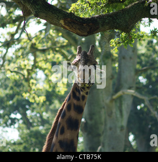Giraffa reticolata fotografati a Longleat Safari Park, Wiltshire, Regno Unito Foto Stock