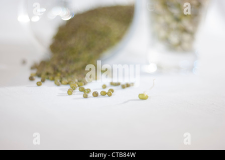 Mung bean e un Mung bean germogliare la fuoriuscita di barattoli di vetro Foto Stock