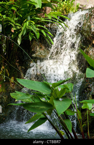 Graziosa piccola cascata cascata nella foresta Foto Stock