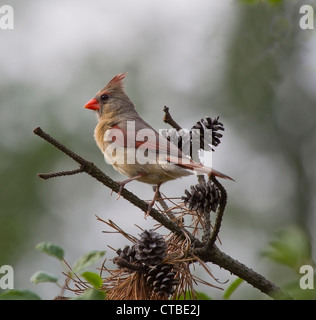 Un avviso cardinale femmina uccello appollaiato su un albero di pino succursale con coni intorno a lei. Foto Stock