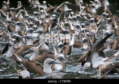 Un gregge di blue-footed boobies (sula nebouxii) nel mezzo di una frenesia in una insenatura al di fuori della santa cruz, isole Galapagos. Foto Stock