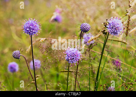 Devil's-bit scabious Succisa pratensis ed articolati rush Juncus articulatus in un prato Wiltshire Foto Stock