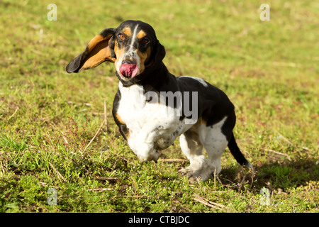 Femmina Basset Hound a caccia di prede Colpo dal basso angolo a piena velocità di marcia Foto Stock
