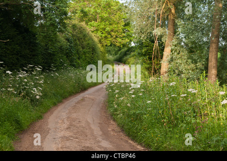 Uno stretto vicolo del paese si snoda su per una collina ripida affiancata da siepe la flora di una serata estiva vicino Coton, Northamptonshire, Inghilterra Foto Stock