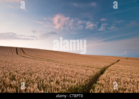 Un campo ondulatorio del golden frumento attraversato dalla ruota-vie e uno stretto sentiero illuminato dal sole di sera vicino East Haddon nel Northamptonshire, Inghilterra Foto Stock