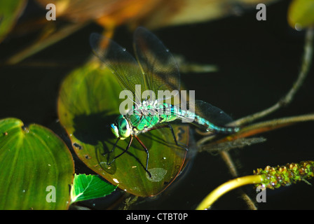 Un imperatore libellula Foto Stock