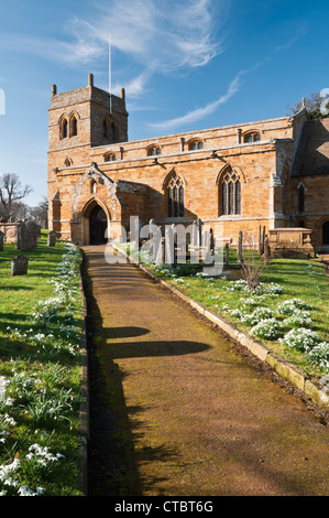 Snowdrops la linea i percorsi entro il sagrato della chiesa di Sant'Andrea chiesa nel villaggio di Harlestone, Northamptonshire, Inghilterra Foto Stock