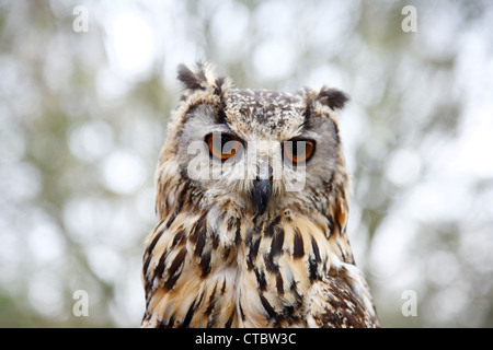 Indian Eagle-Owl, chiamato anche Rock Eagle-Owl o Eagle-Owl bengala. Foto Stock