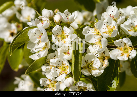 Pera Doyenne du Comice in fiore Foto Stock