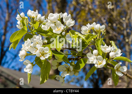 Pera Doyenne du Comice in fiore Foto Stock