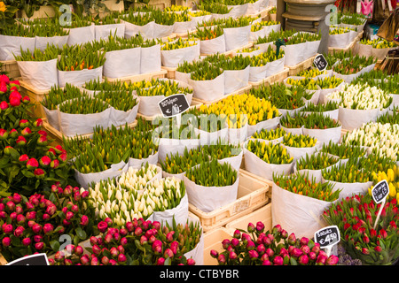 I tulipani in vendita presso il mercato dei fiori Foto Stock