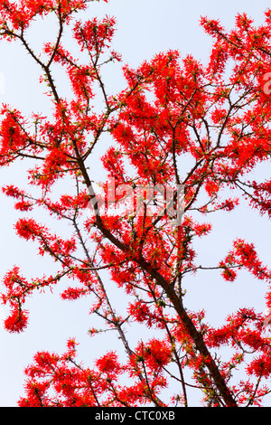 Incendio cileno Bush Foto Stock