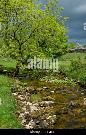 Cray Beck Vicino A Cray In Estate Wharfedale Yorkshire Dales National Park North Yorkshire Inghilterra Regno Unito Gb Gran Bretagna Foto Stock