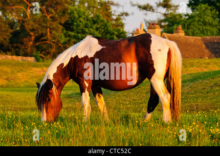 Cavallo su Minchinhampton Common, Gloucestershire Foto Stock