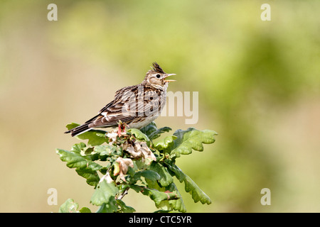 Allodola, Alauda arvense, singolo uccello sul giovane albero di quercia, Warwickshire, Luglio 2012 Foto Stock