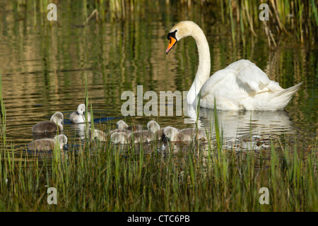 Cigno famiglia nuotare in un lago Foto Stock
