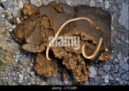 Roundworms cavallo / roundworms equina (Parascaris equorum) negli escrementi di cavallo Foto Stock