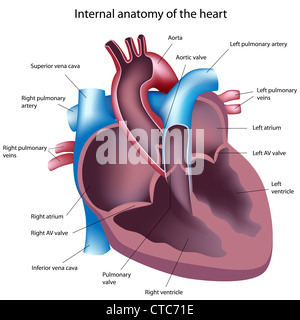 Cuore sezione trasversale Foto Stock