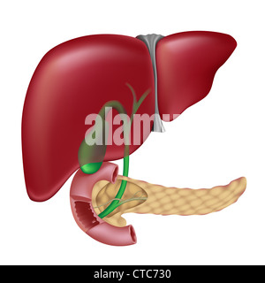 Fegato, cistifellea pancreas duodeno e i passaggi di bile Foto Stock