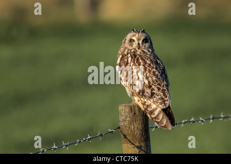 Breve eared owl appollaiato su un recinto di fattoria, Orkney REGNO UNITO Foto Stock