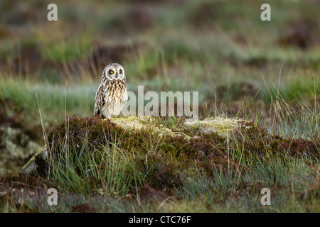 Breve eared owl appollaiato su un tussock di heather in North Uist, Scozia Foto Stock