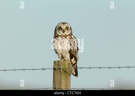 Breve eared owl arroccato su una fattoria recinzione in North Uist, Scozia Foto Stock