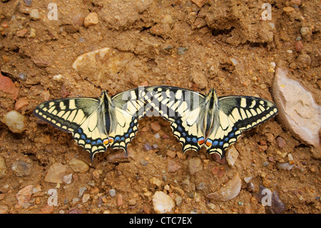 Il vecchio mondo a coda di rondine, comune a coda di rondine giallo (Papilio machaon) Lago Baikal, Siberia, Federazione russa Foto Stock