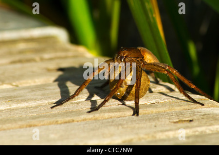 Fen zattera spider - Dolomedes plantarius, su un ponte che porta un uovo sac. Foto Stock