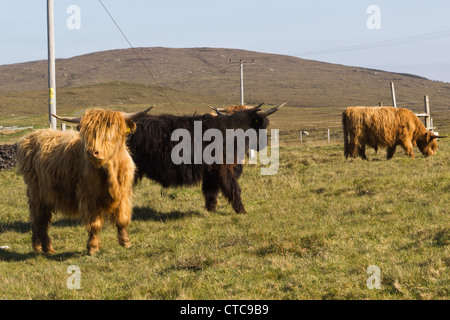 Highland cattles Foto Stock