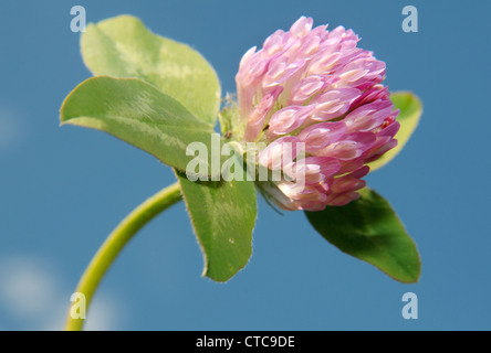 Viola-globe trifoglio, testa di gufo di trifoglio rosso (Trifolium alpestre). Lago Baikal, Siberia, Federazione russa. Foto Stock