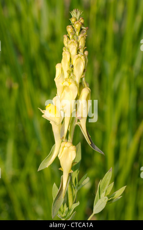 Bocche di leone, dragon fiore (Antirrhinum). Lago Baikal, Siberia, Federazione russa. Foto Stock