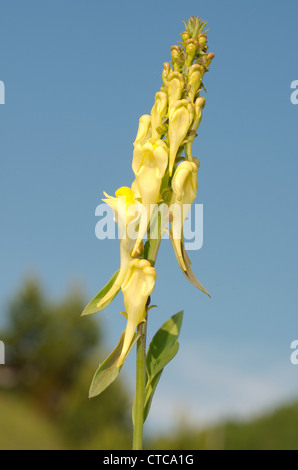 Bocche di leone, dragon fiore (Antirrhinum). Lago Baikal, Siberia, Federazione russa. Foto Stock