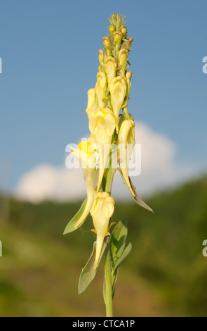 Bocche di leone, dragon fiore (Antirrhinum). Lago Baikal, Siberia, Federazione russa. Foto Stock