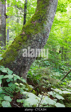 Vecchio Yellow Birch sulla collina rocciosa del Monte blu nella tacca parente dei Monti bianchi, New Hampshire USA. Foto Stock