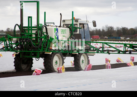 Agricolo di Irroratrice raccolto di colture di copertura con fertilizzanti o antiparassitari sui campi in Southport Lancashire Foto Stock